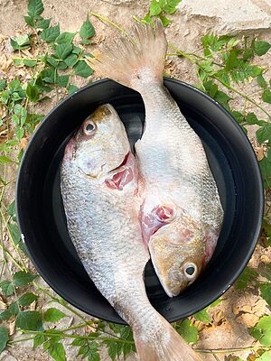 ماهی سنگسر