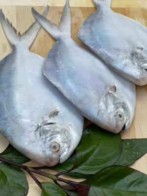 ماهی حلواسفید صادراتی(بالای 400گرم)